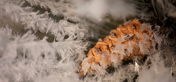 Winter 79a