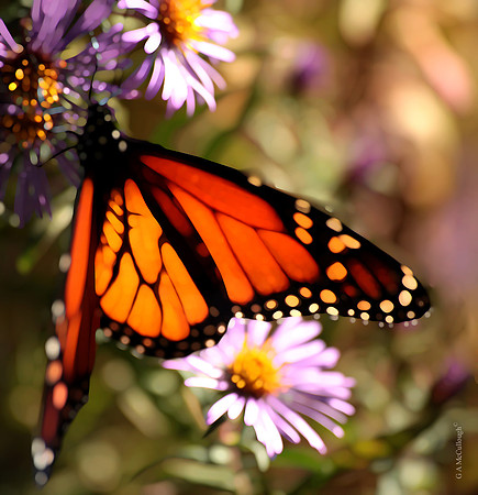 Monarch 132w