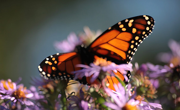 Monarch 151b