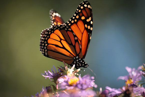 Monarch 169b
