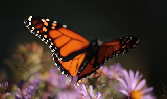 Monarch 192b