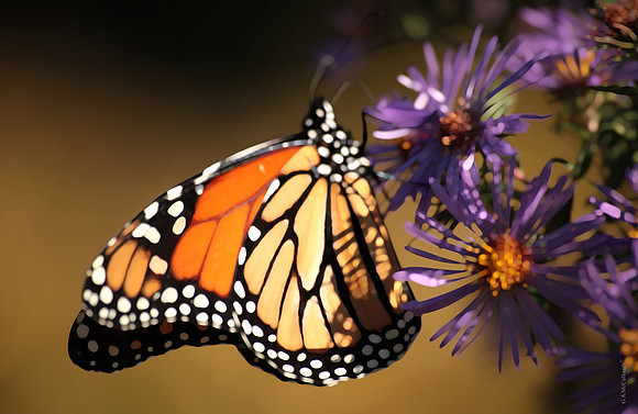 Monarch 208b