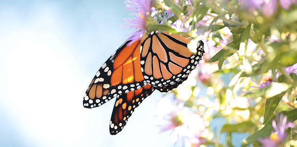 Monarch 378c