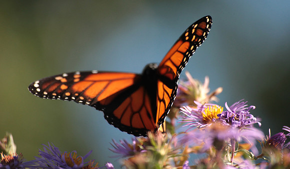 Monarch 159a
