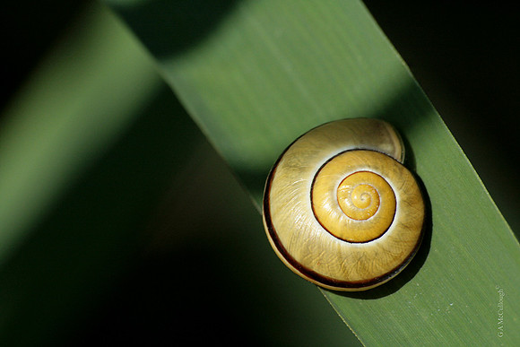 Snail