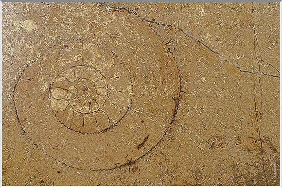 Underfoot 199a