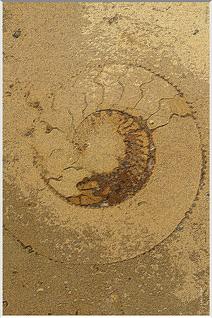 Underfoot 201a
