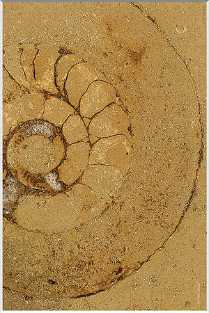 Underfoot 203a