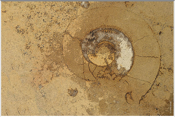 Underfoot 232a