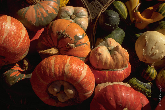 Gourds: Jean Talon Market