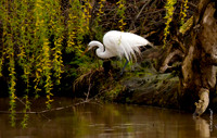 Creek side : Spring Return (2.3B)