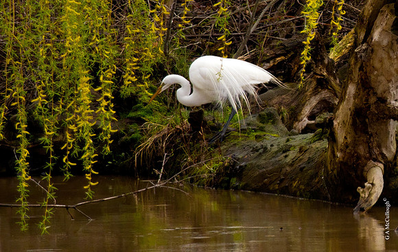 Creek side : Spring Return (2.3B)