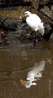 Creek Side Fishing 4.4
