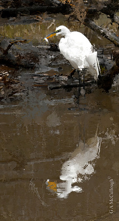 Creek Side Fishing 4.4