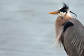 Heron in the wind