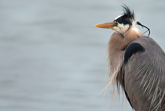 Blue Heron 8.4