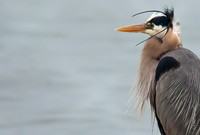 Blue Heron  8.6