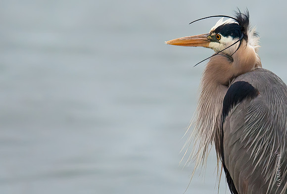 Blue Heron  8.6