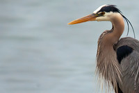 Blue Heron 9.0