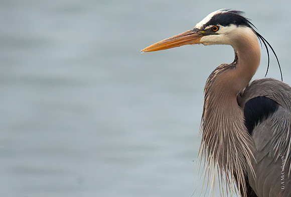 Blue Heron 9.0