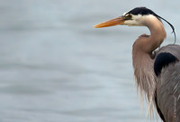 Blue Heron 7.7