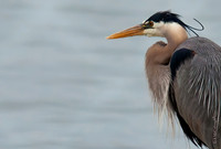 Blue Heron  8.0