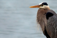 Blue Heron  7.5