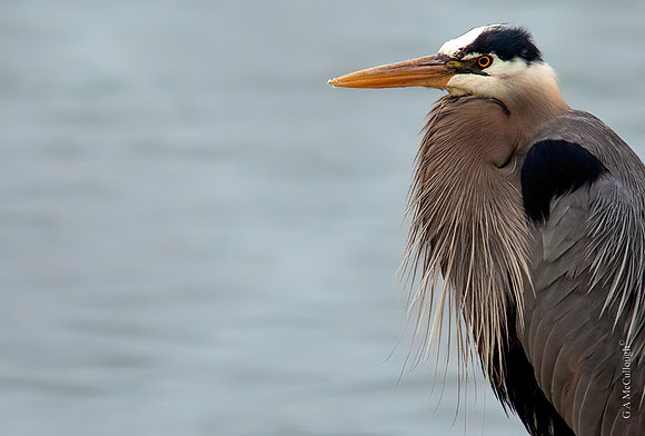 Blue Heron  7.5