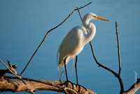 Egret   6.5