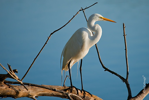 Egret   6.5
