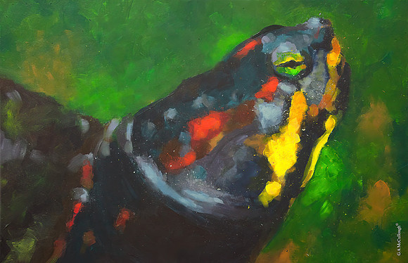 Painted Turtle