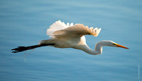 Spring Sunlight   (Egret)
