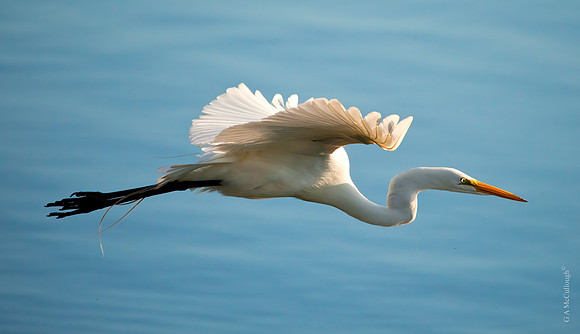 Spring Sunlight   (Egret)