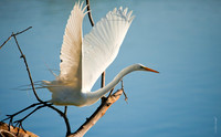River Sunshine  (Egret)