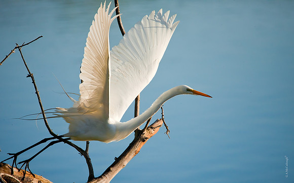 River Sunshine  (Egret)