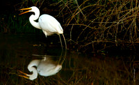 Egret: Mouthful
