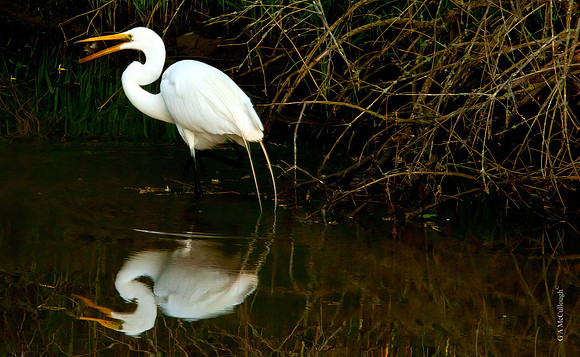 Egret: Mouthful