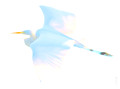 Herons