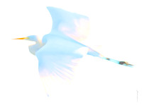 Egret: Tonal