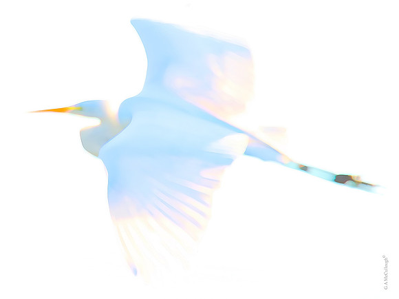 Egret: Tonal