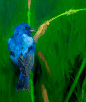 Indigo Bunting