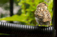 Sparrow   1.4