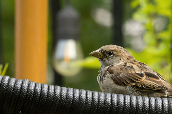 Sparrow   11.1