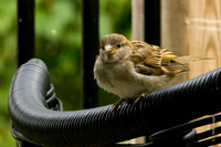 Sparrow  5.4