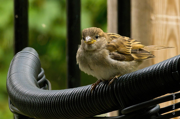 Sparrow  5.4