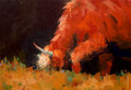 Bovines